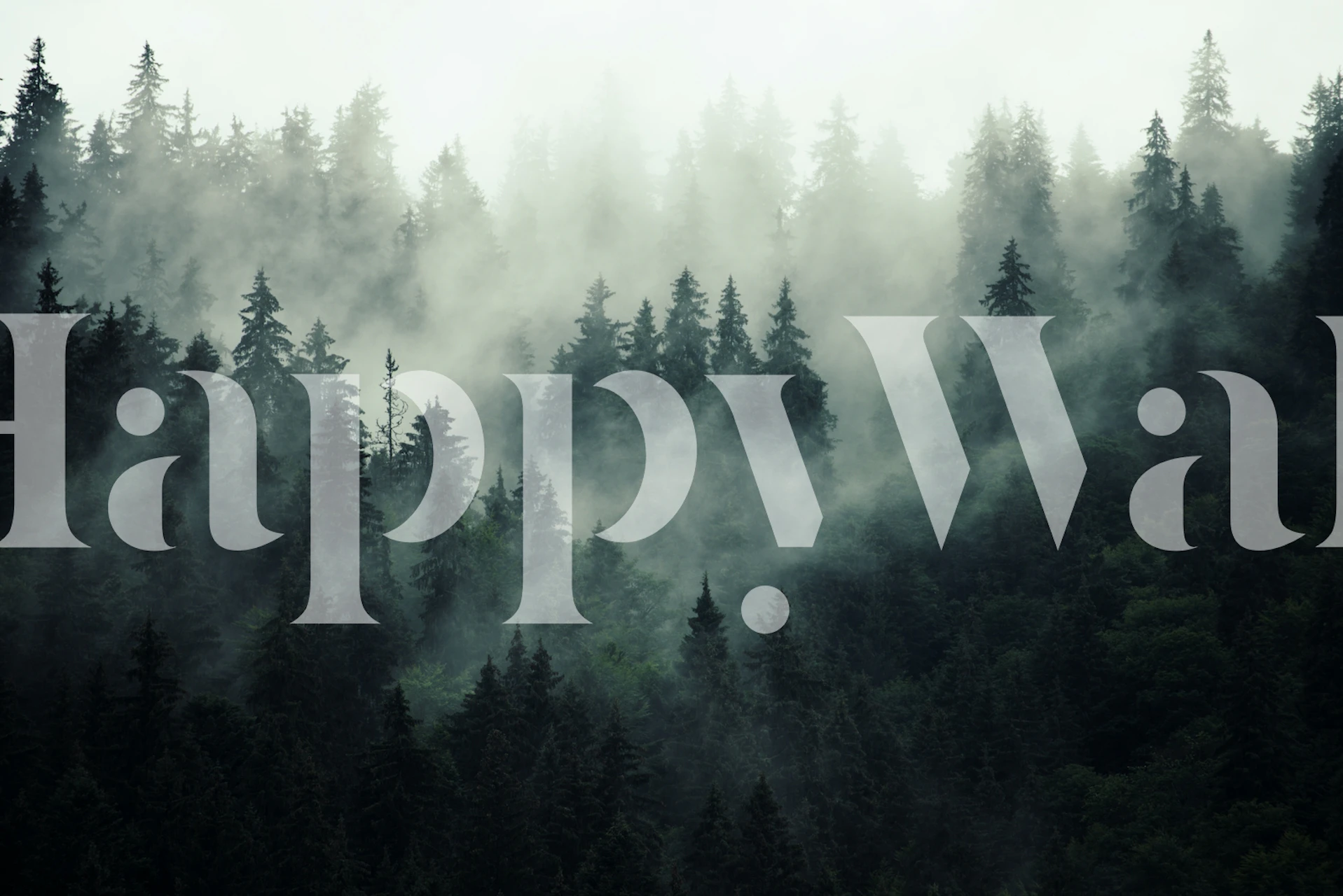 Misty forest scene with tall evergreen trees and fog wallpaper