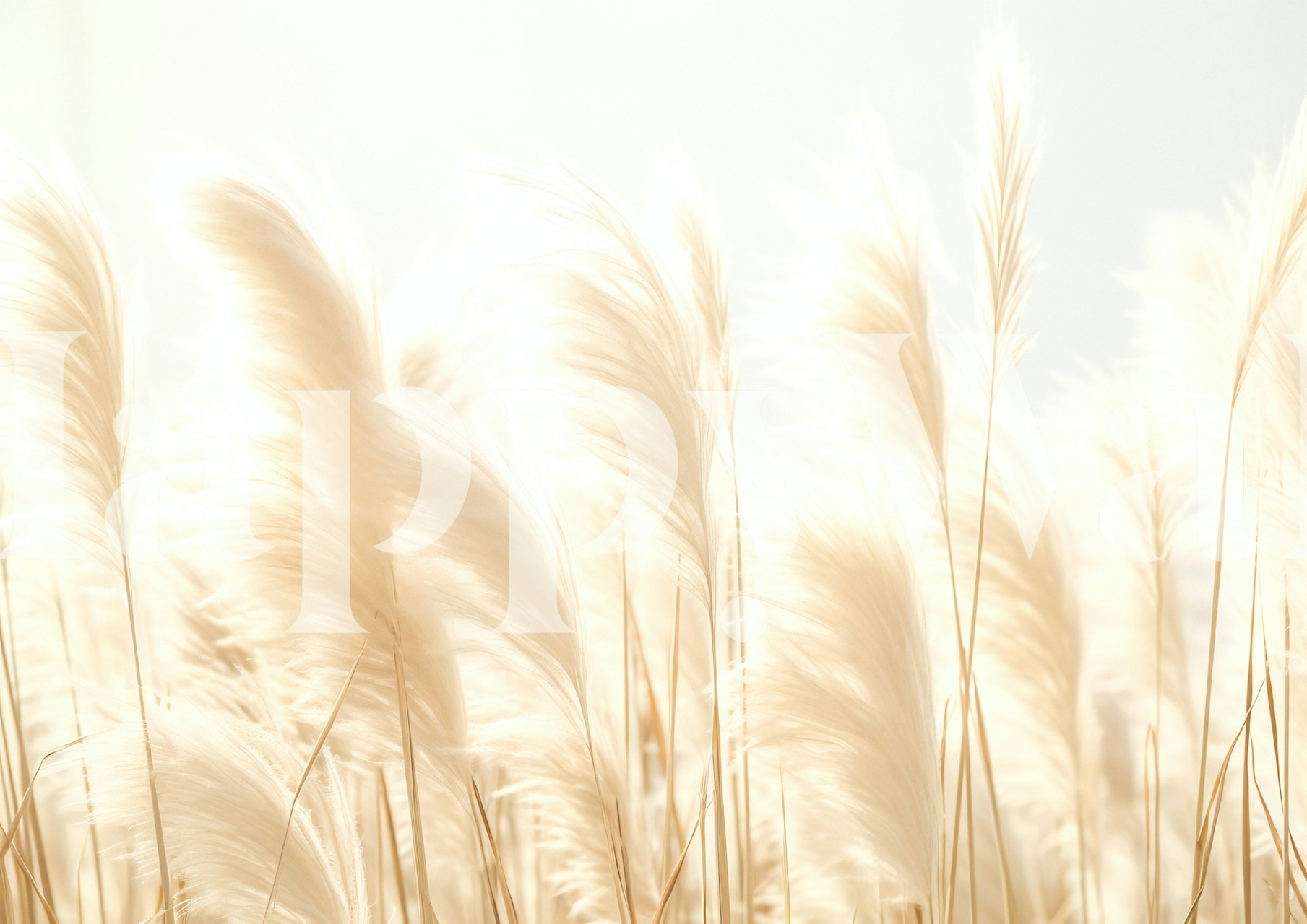 Pristine Pampas tapetti valoisassa huoneessa