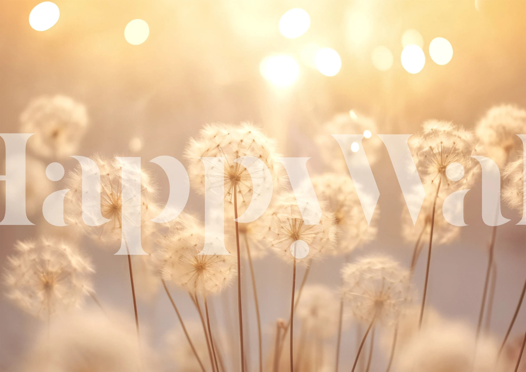 Dandelion flowers with soft beige tones and blurred background wallpaper