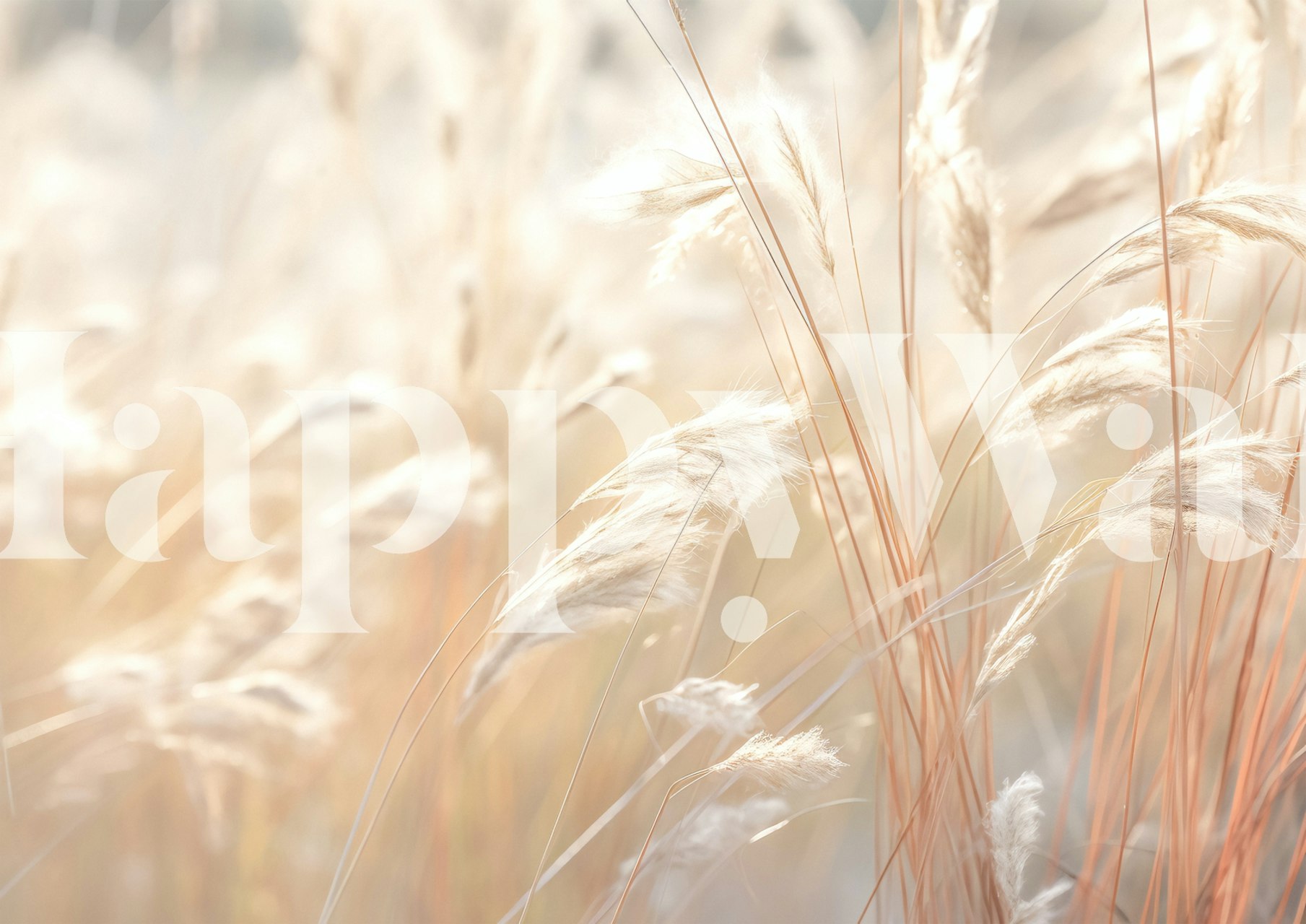 Radiant Fluff wallpaper displayed in a room