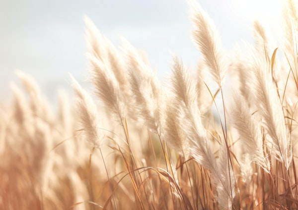 Plume of Tranquility