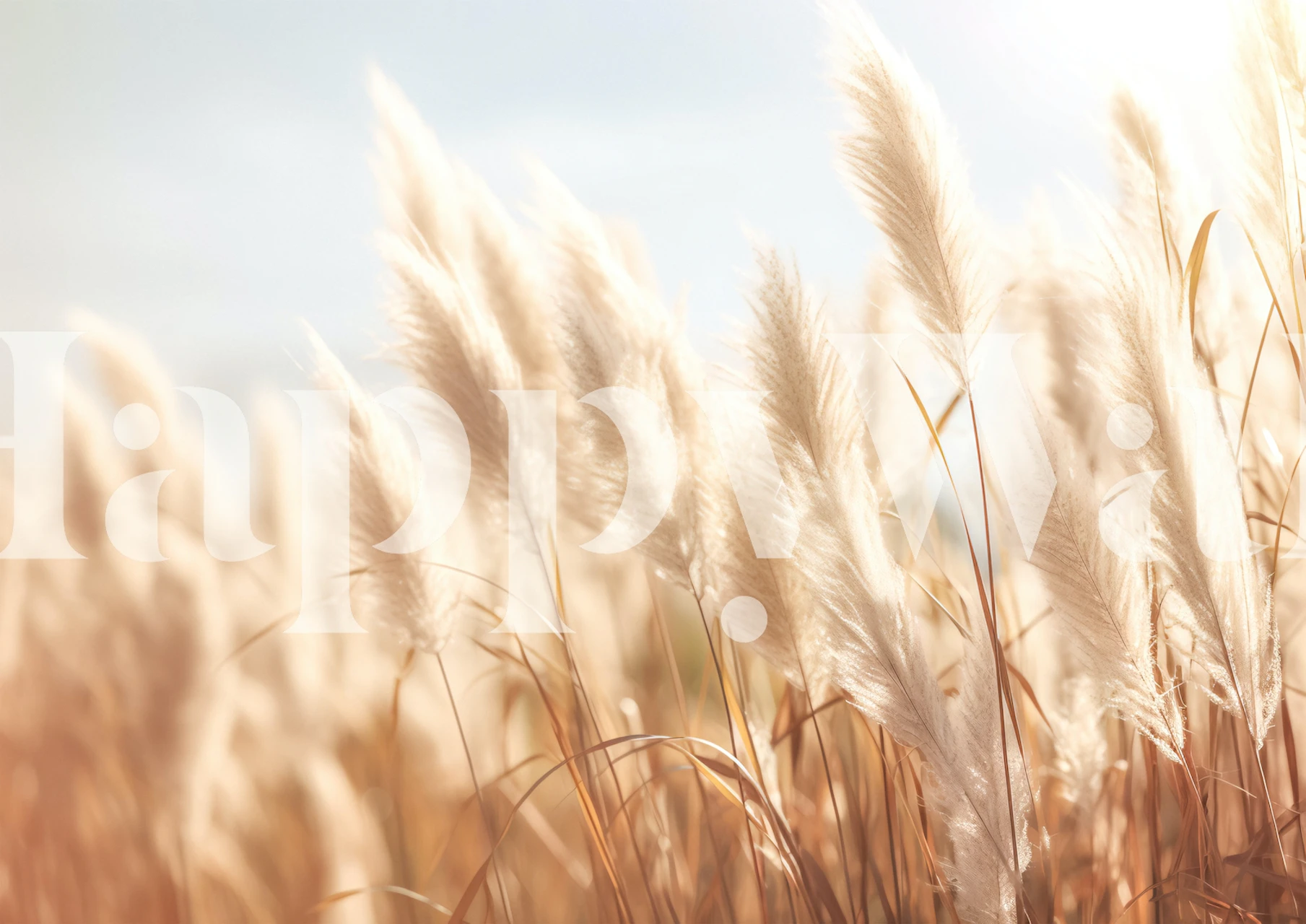 Plume of Tranquility wall mural showing soft grass plumes bathed in warm sunlight.