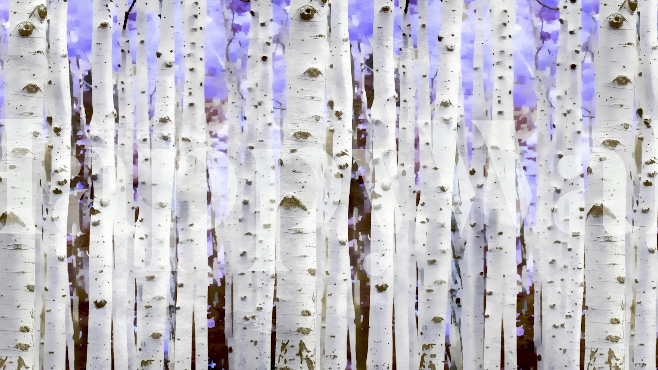 Tapeta Purple Mist Birch Forest v místnosti