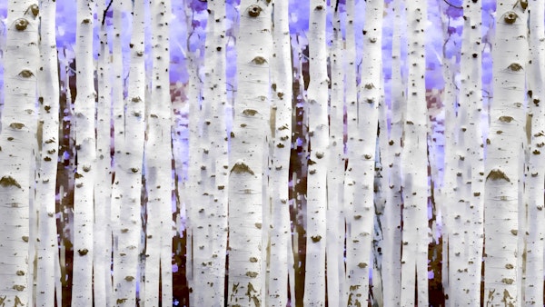 Purple Mist Birch Forest