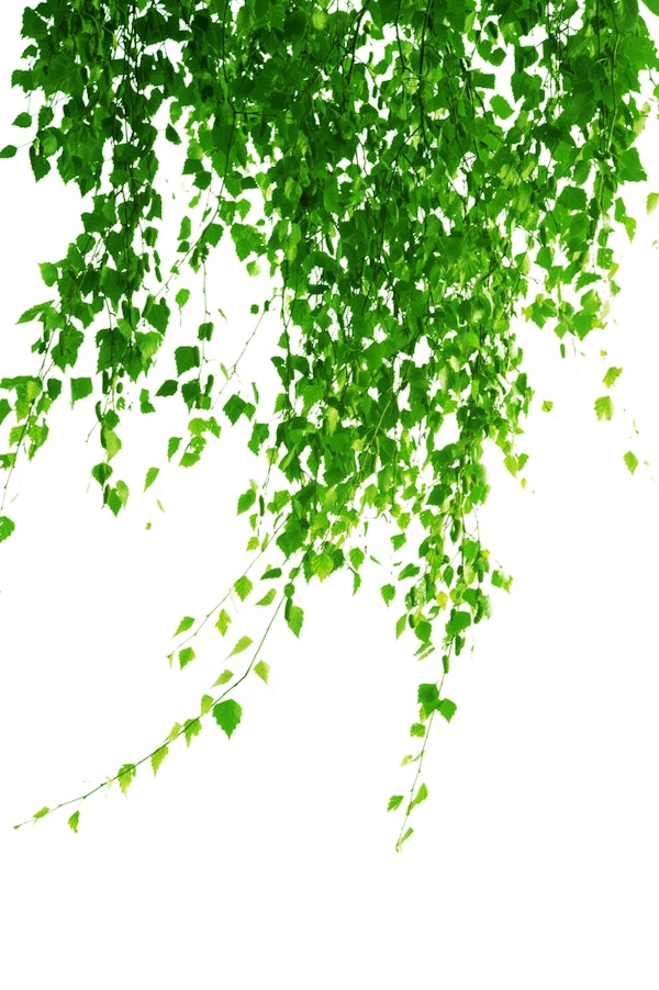 Green Leaves Delight 1