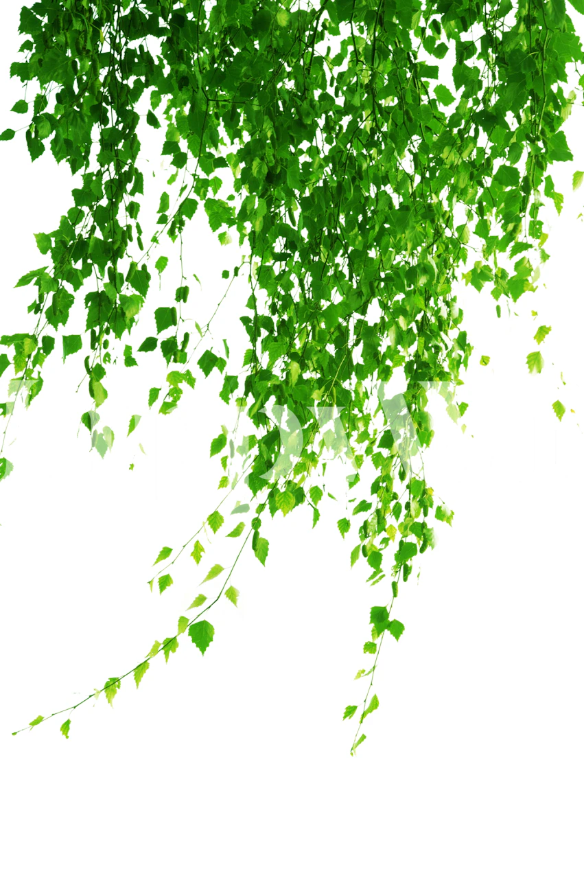 Zielone liście w pokoju