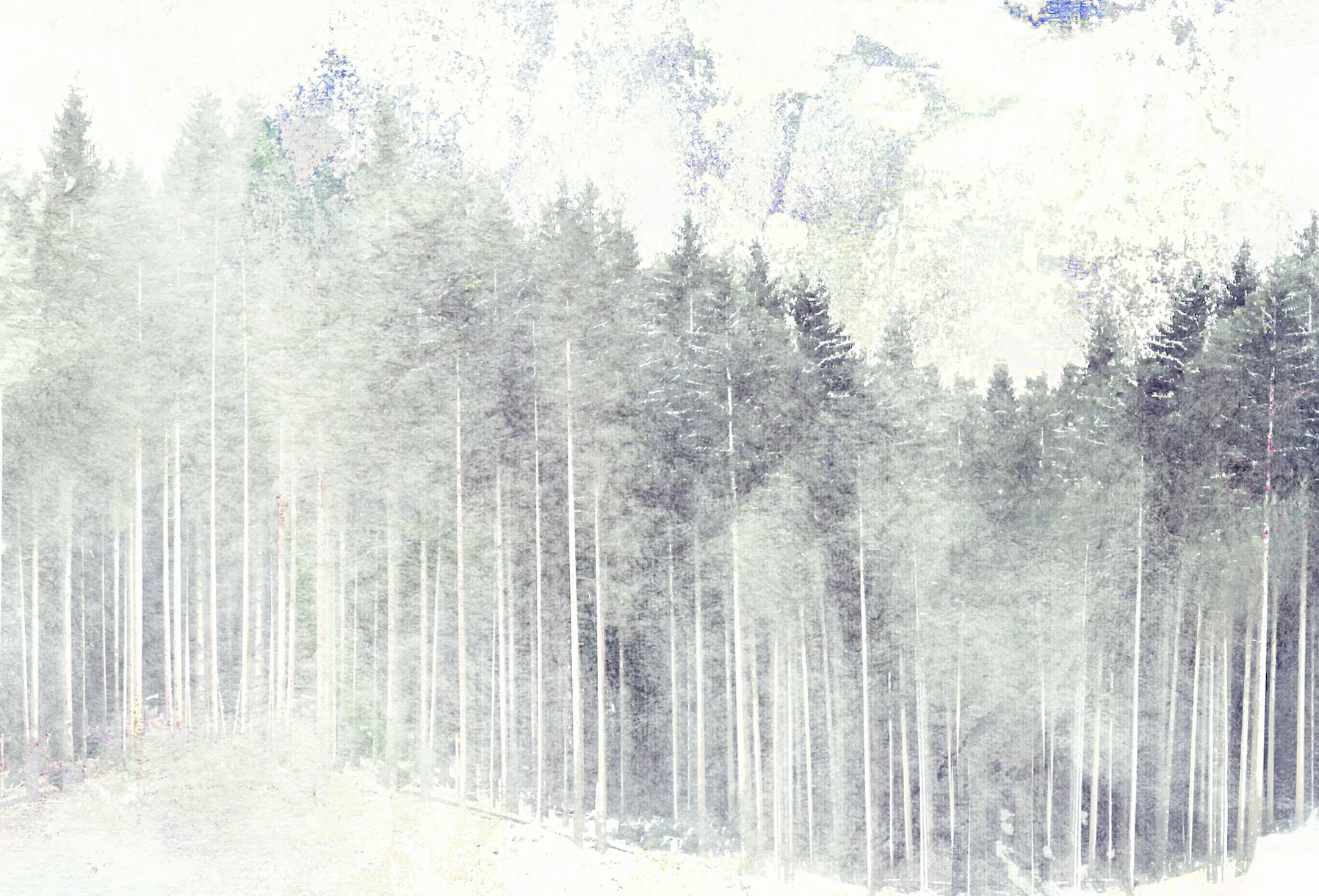 Asian Pine Forest Mist Wallpaper | Happywall