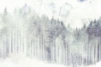 Asian Pine Forest Mist wallpaper