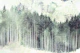 Pine Forest Grunge