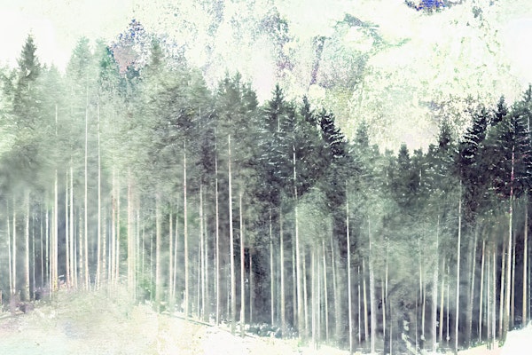 Pine Forest Grunge