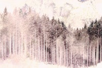 Warm Pink Pine Forest Mist Grunge behang