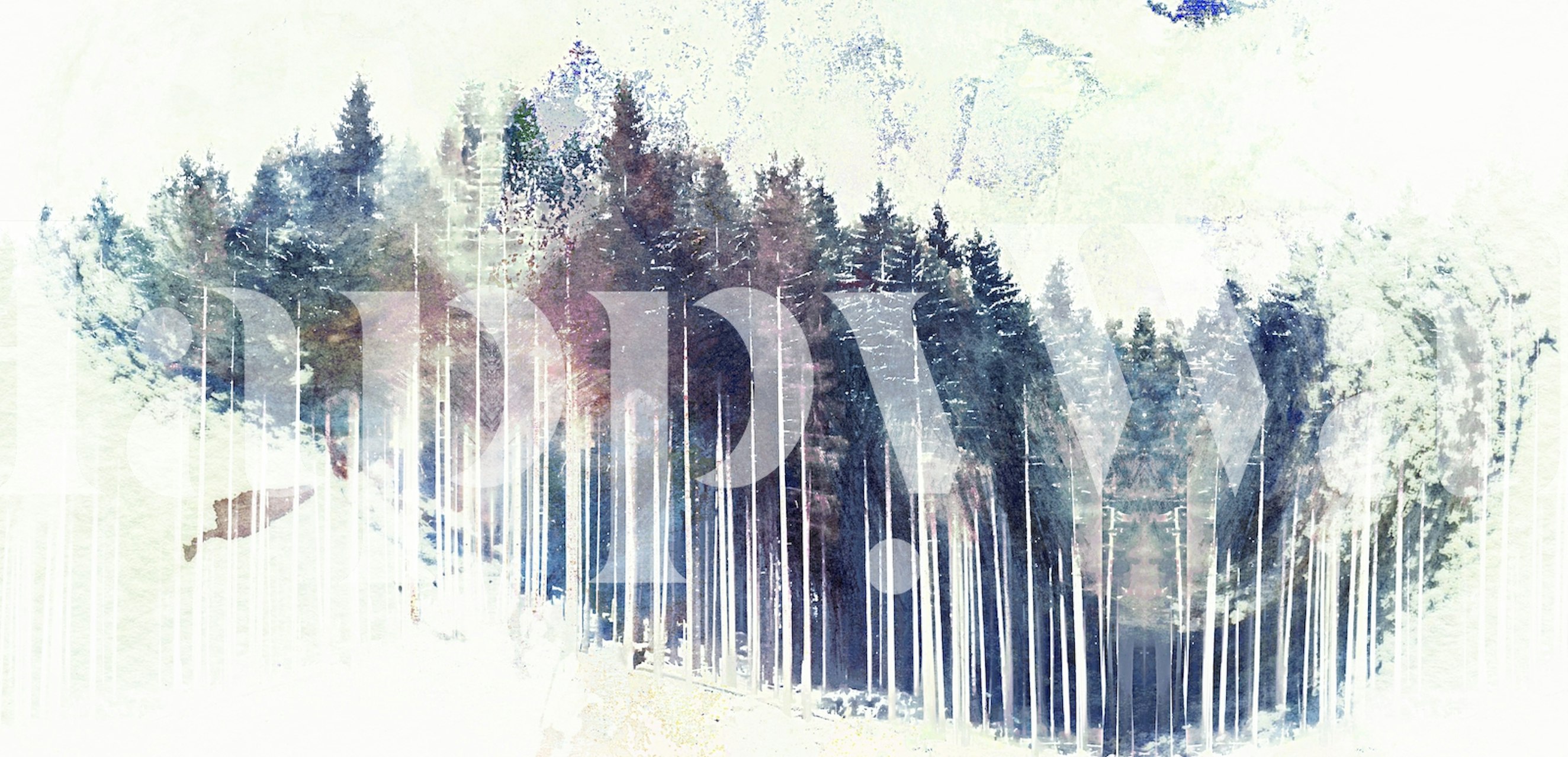 Misty pine forest wallpaper in a room