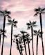 Tropical Palm Trees Dream 1