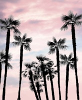Tropical Palm Trees Dream 1 wallpaper