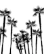 Tropical Palm Trees Dream 2