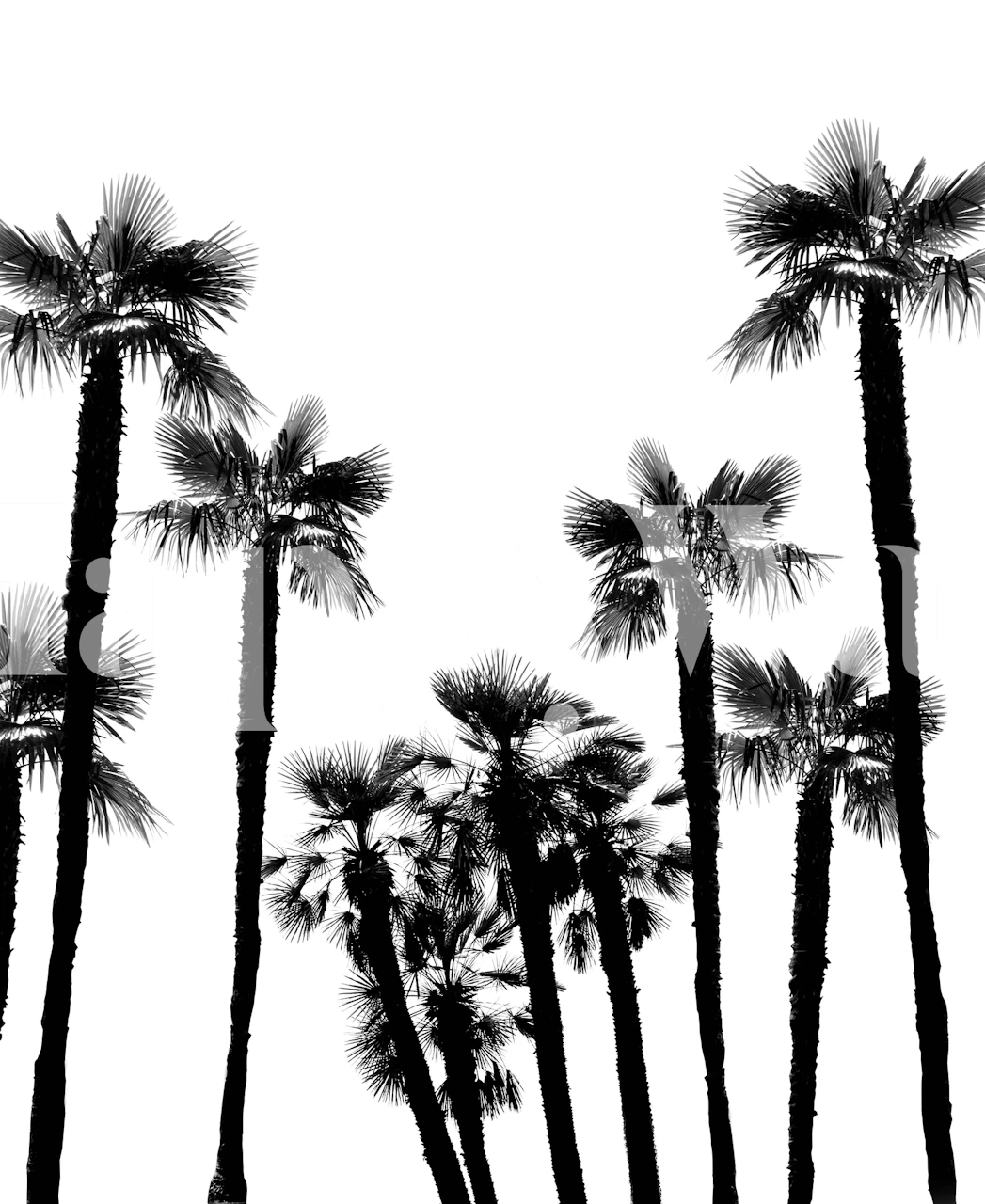 Tropical palm trees wallpaper in a room