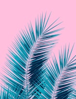 Pink Blue Palm Leaves Dream  1 ταπετσαρία
