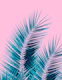 Pink Blue Palm Leaves Dream  1