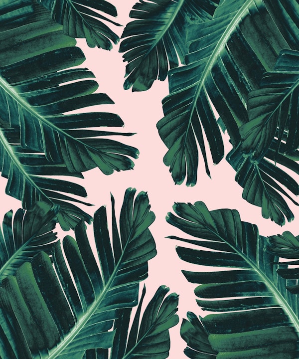 Tropical Blush Banana Leaves 4