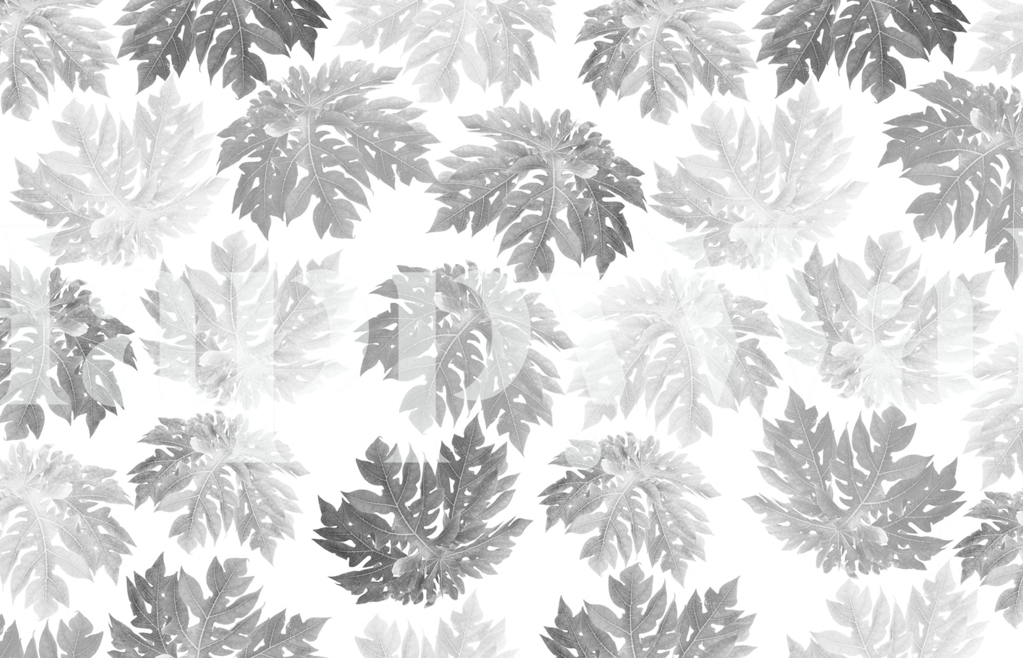 Tropical leaves pattern in shades of black and white wallpaper