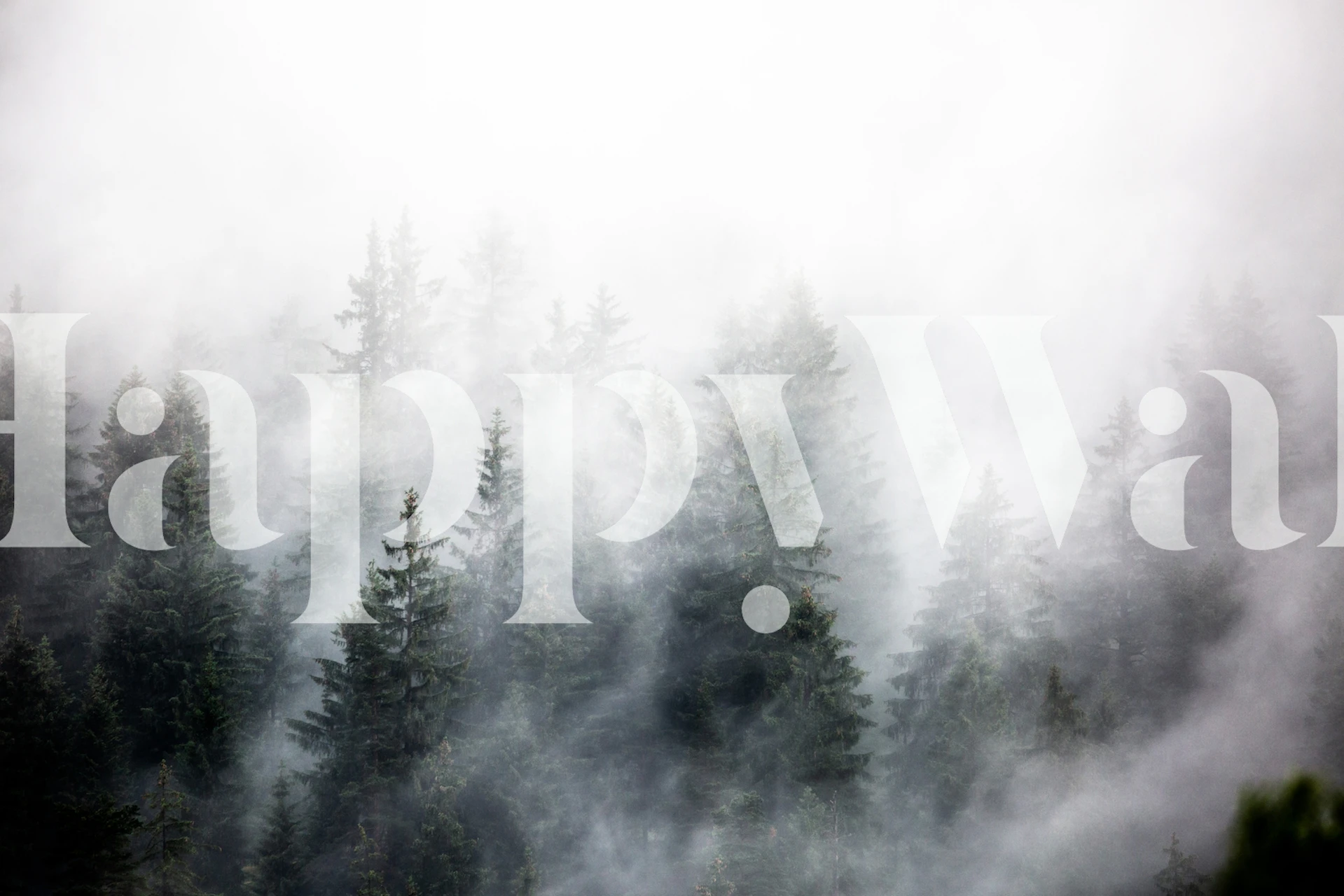 Foggy Woods 4 wallpaper in a room