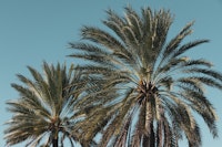 Caribbean Palm Trees Beach 6 behang