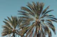 Caribbean Palm Trees Beach 6