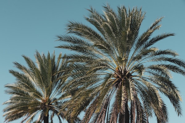 Caribbean Palm Trees Beach 6