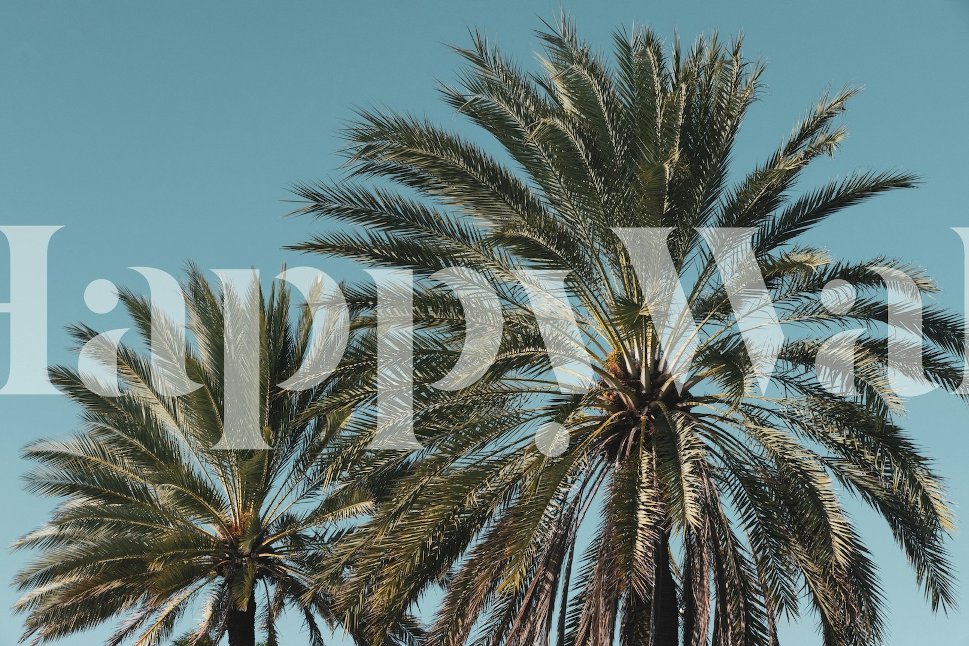 Tropical palm trees against a clear blue sky wallpaper