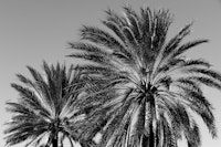 Caribbean Palm Trees Beach 7 behang