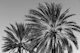 Caribbean Palm Trees Beach 7