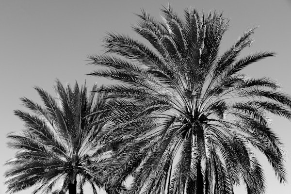 Caribbean Palm Trees Beach 7