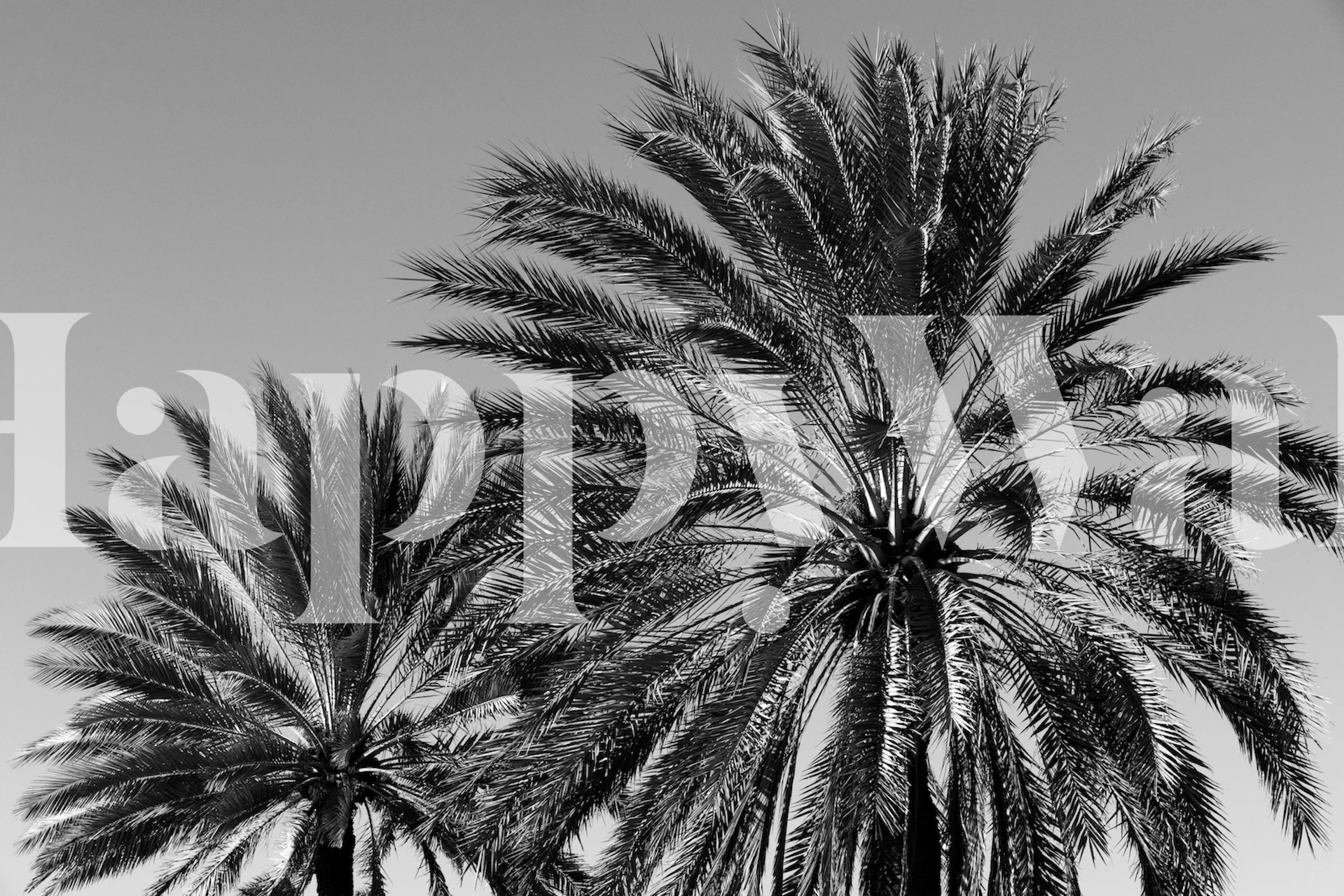 Caribbean Palm Trees Beach tapeta u sobi