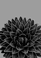 Gray Black Agave Chic 1 tapete