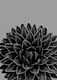 Gray Black Agave Chic 1