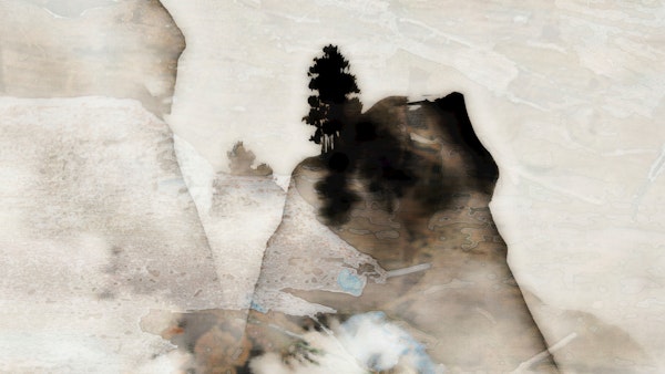 Neutral Japanese Pine Tree Mist