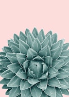 Blush Green Agave Chic 1 tapete