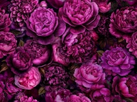 Moody Flowers Pink Baroque Opulence tapete