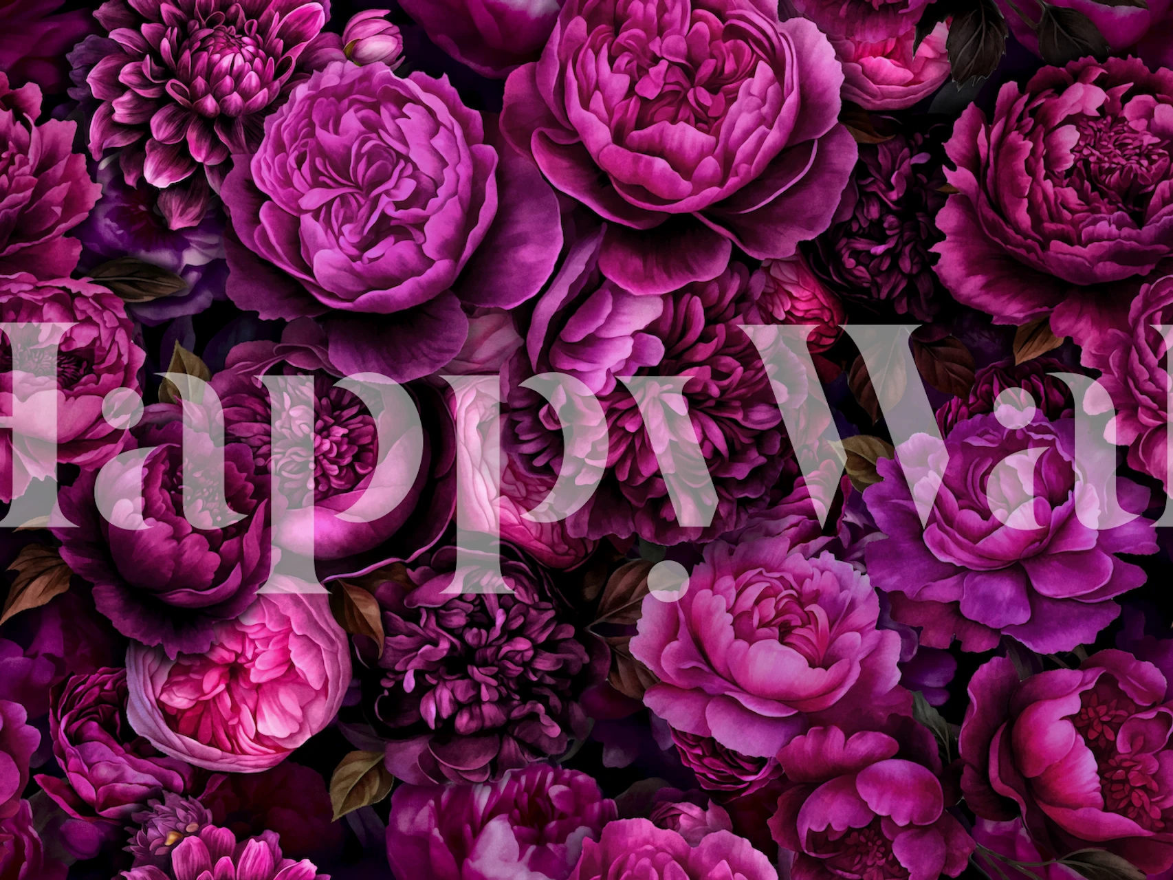 Peony flowers in varying shades of pink on a dark background wallpaper