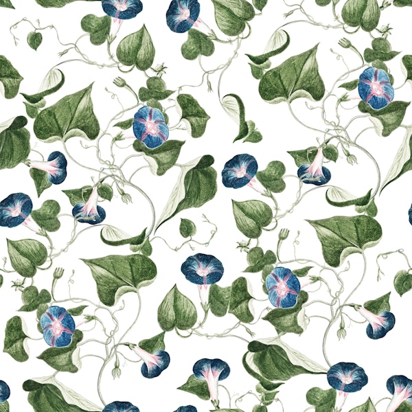Blue vine watercolors ipomea
