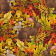 Autumn Rabbit on brown