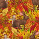 Autumn Rabbit on red