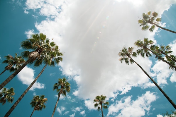 Under the Palm Trees 13