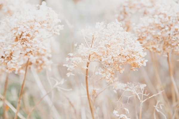 Soft dried flowers dream 1