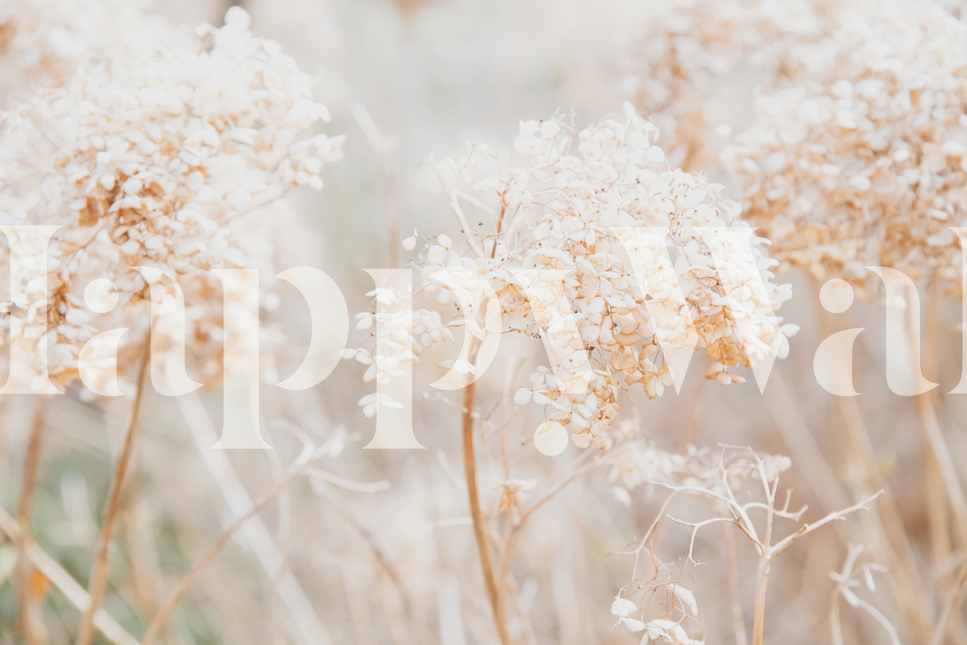 Soft Dried Flowers Dream 1 tapet med beige och vita toner