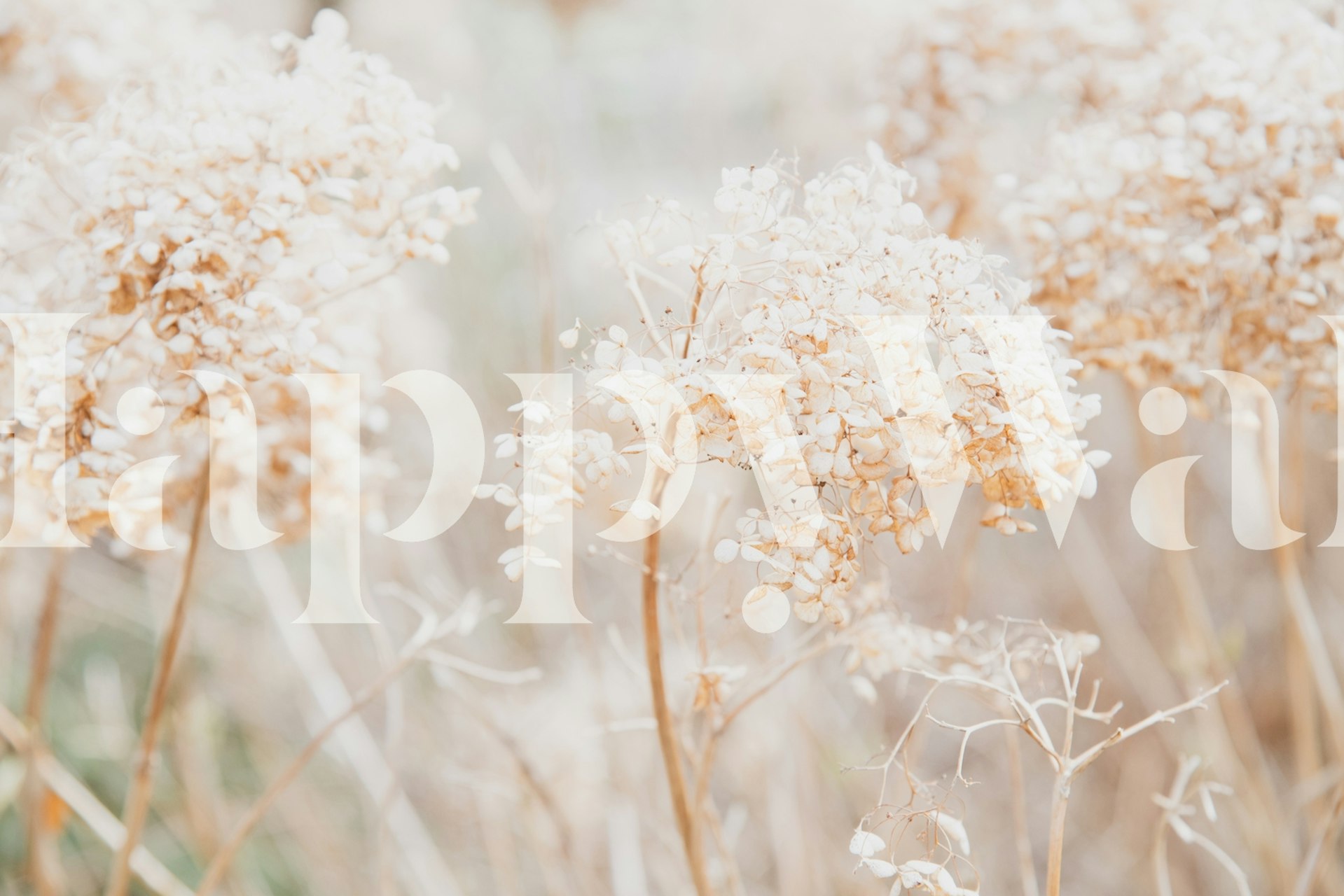 Fotomural Soft Dried Flowers Dream 1 en tonos beige y blanco