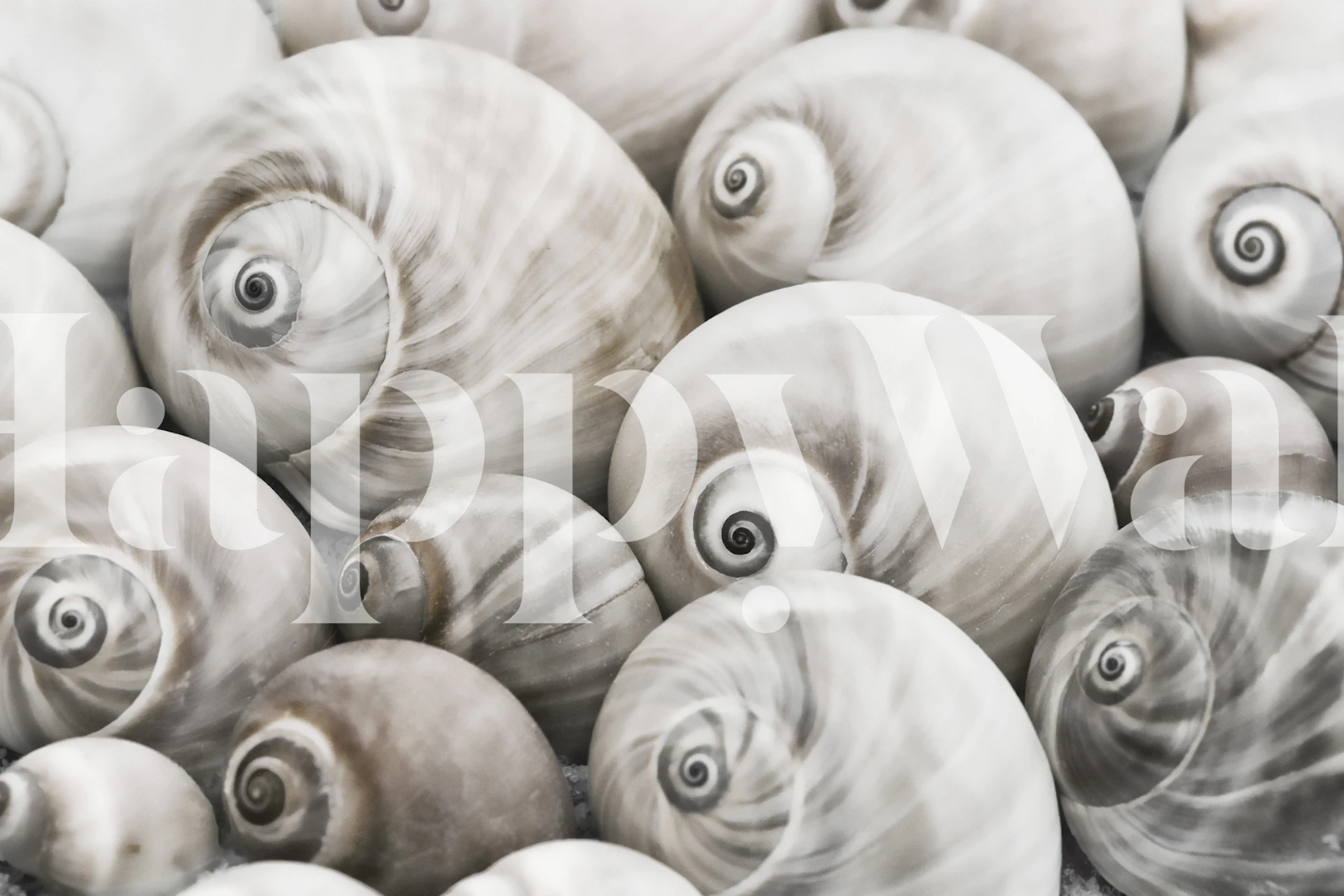 Close-up of spiral seashells in soft gray and white wallpaper