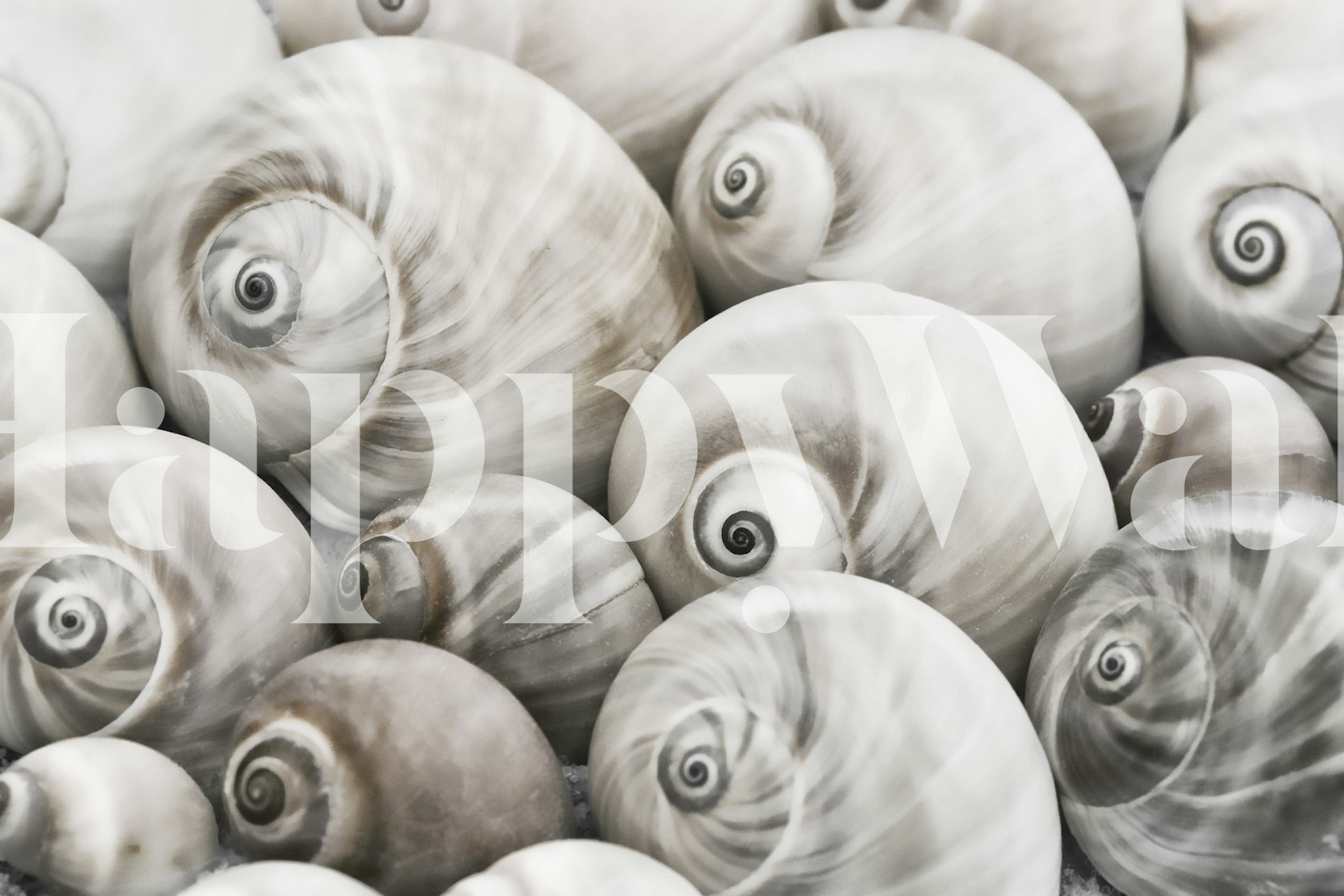 Close-up of spiral seashells in soft gray and white wallpaper