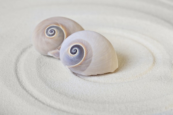 Sharks Eye Shells Zen