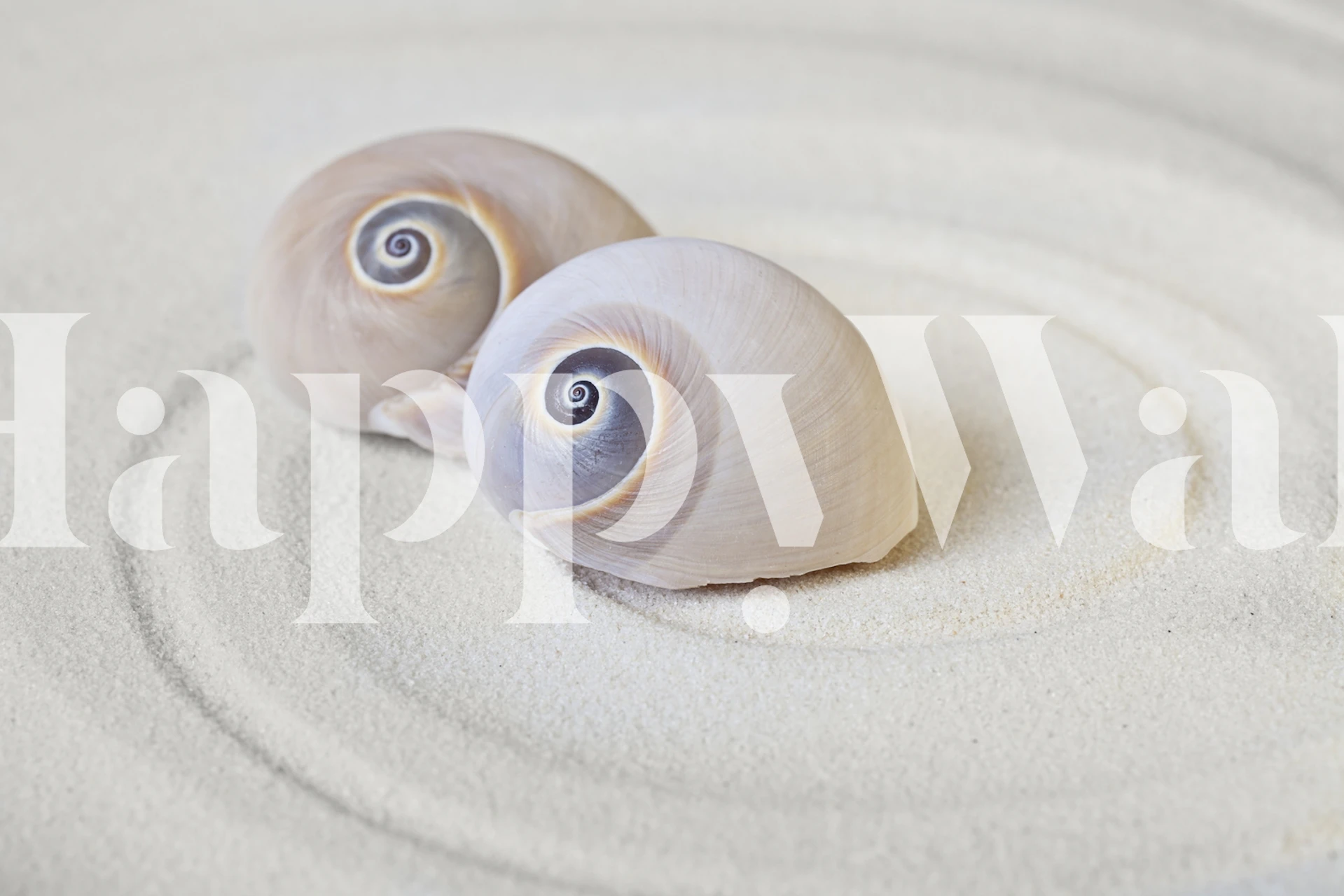 Sharks Eye Shells wallpaper in a room